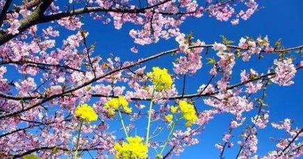 如何策划一场“说走就走”的集体春游？